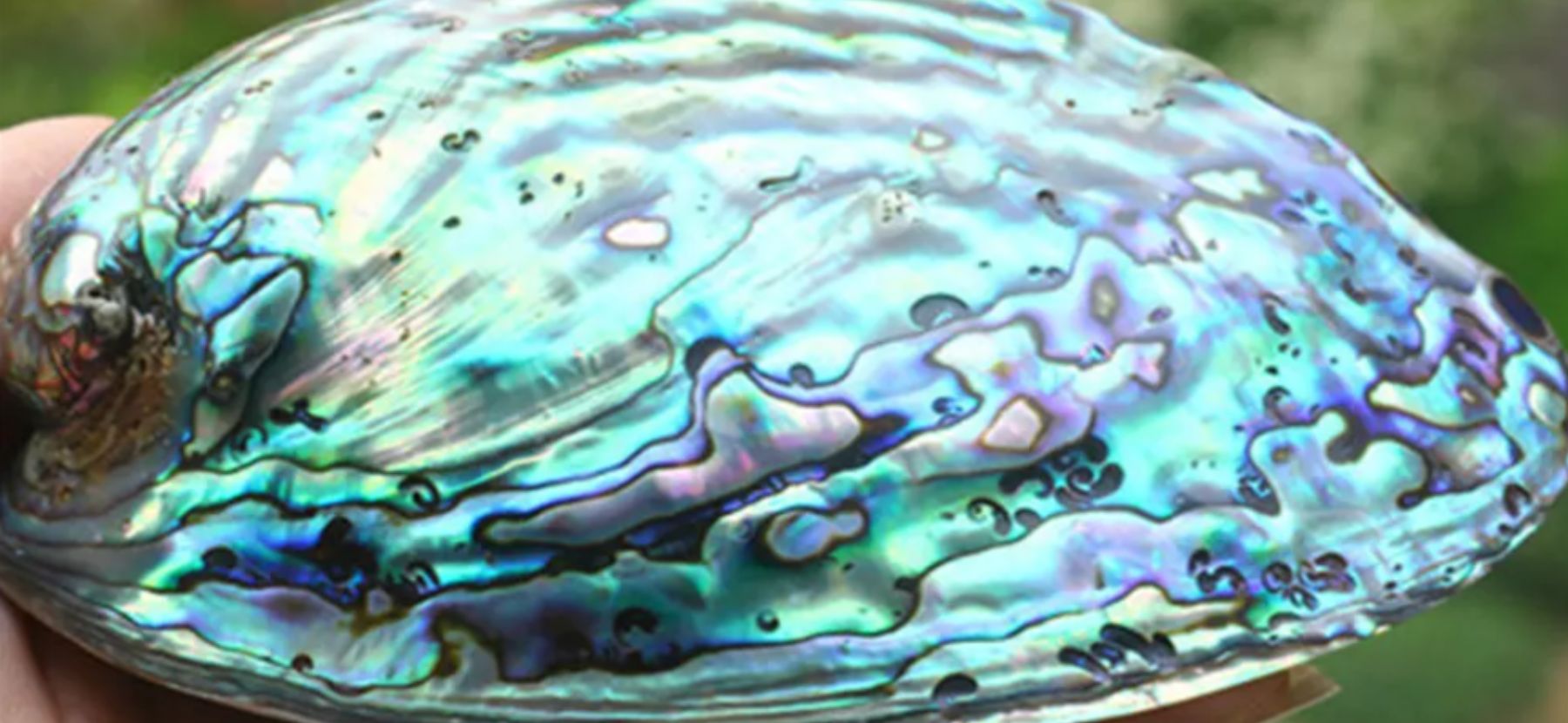 Abalone shell: meaning and virtues | Shell Jewelry