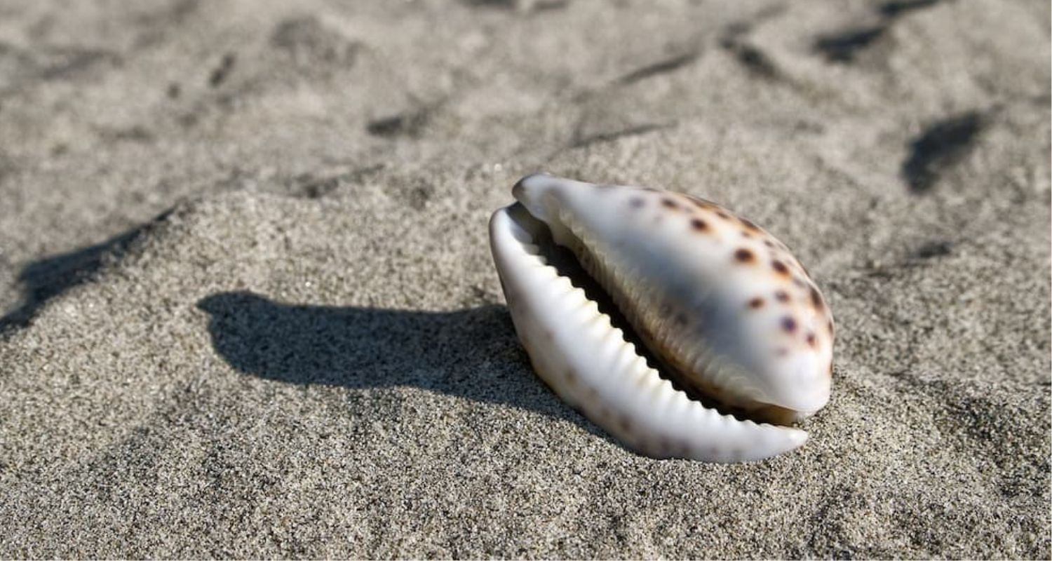 MEANINGS AND VIRTUES OF COWRIE SHELLS