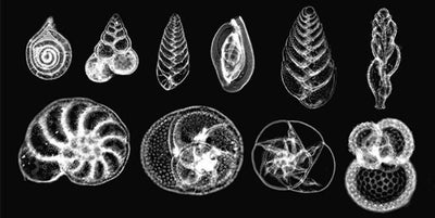 How are shells made?