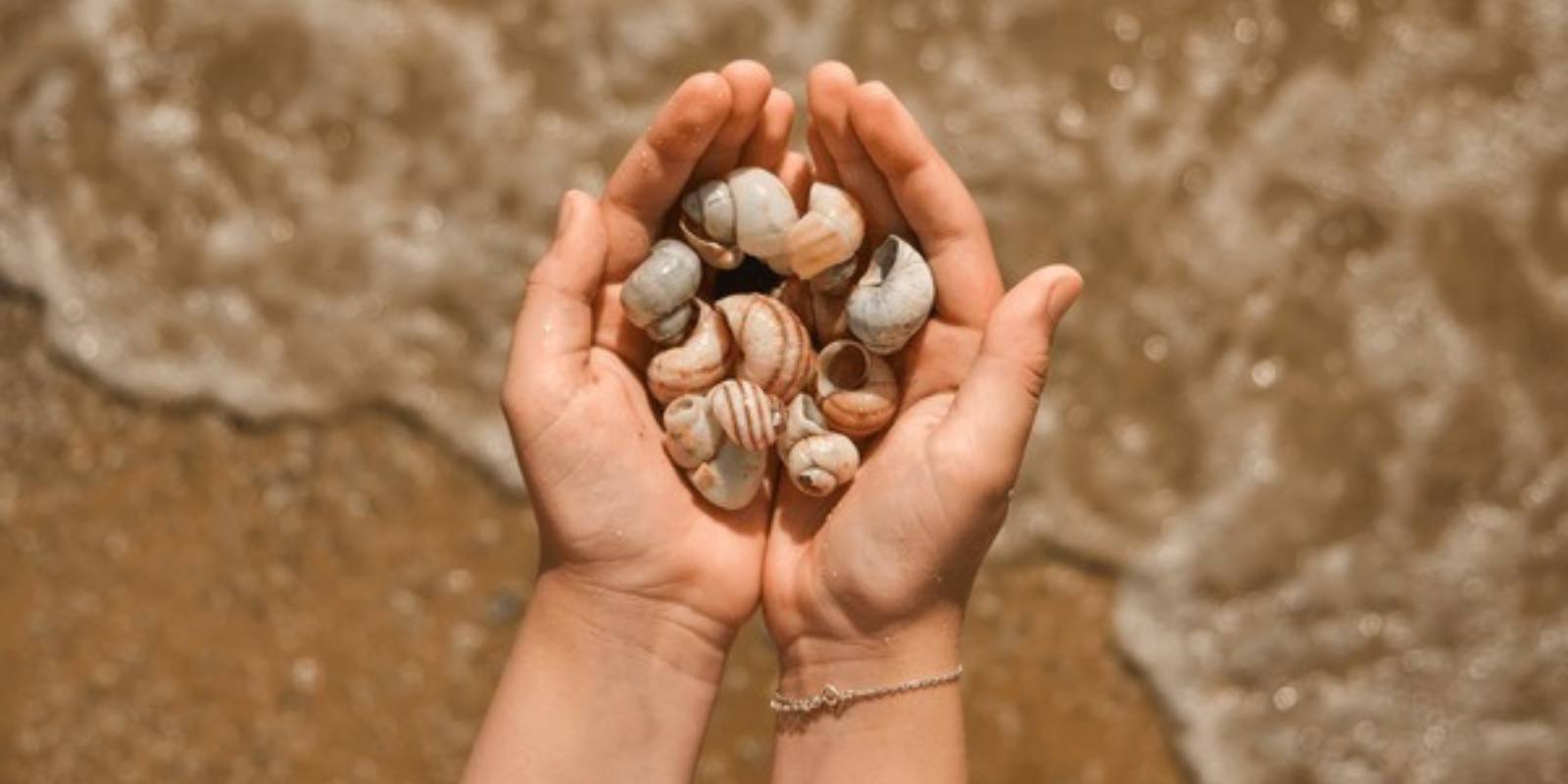 hands holding cleaned shells from the beach