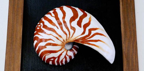 what is so special about a nautilus shell