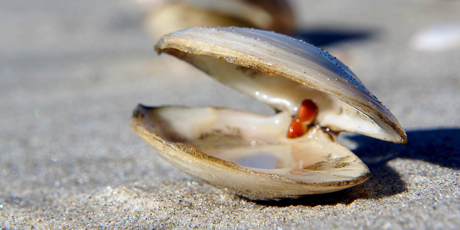 Can a clam live outside its shell?